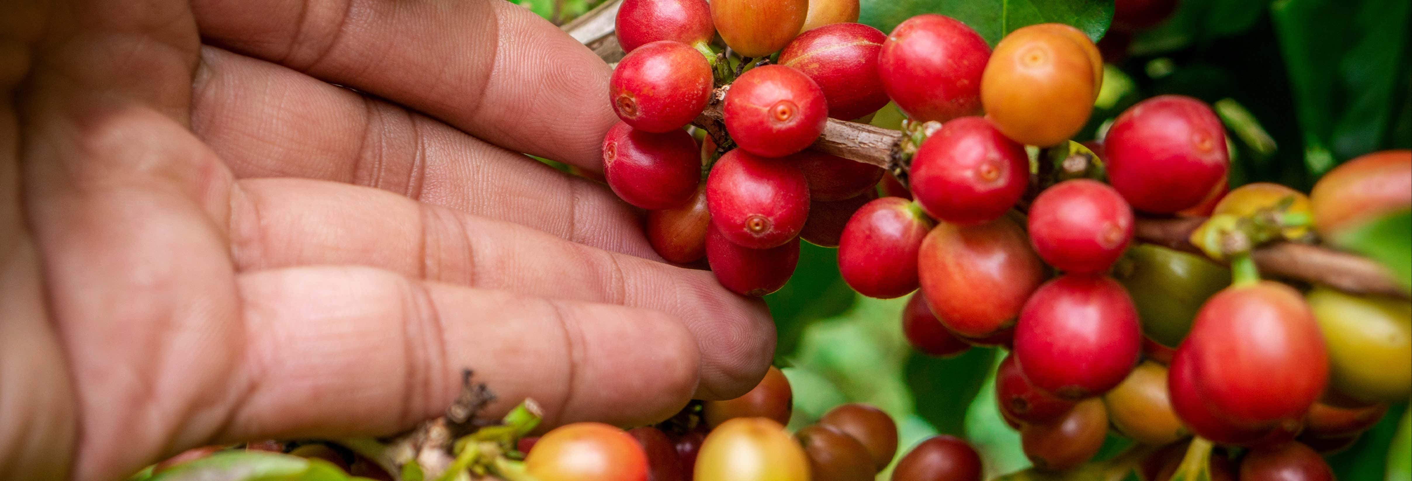 Gastronomía y enoturismo en Bogotá