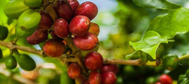 Cundinamarca Coffee Tour
