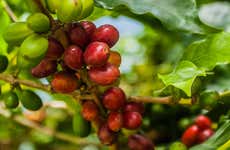 Tour del café por Cundinamarca