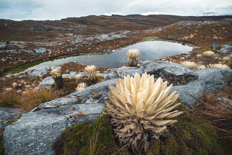 Recorreremos uno de los lugares más impresionantes de Colombia