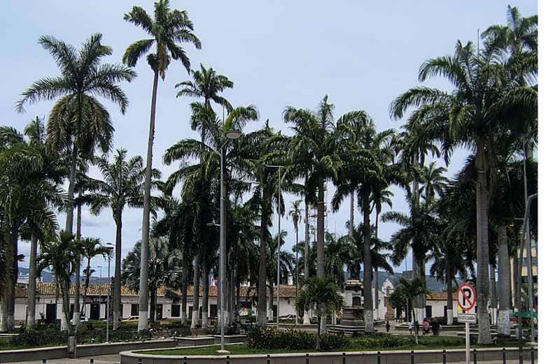 Bucaramanga abriga uma grande concentração de palmeiras