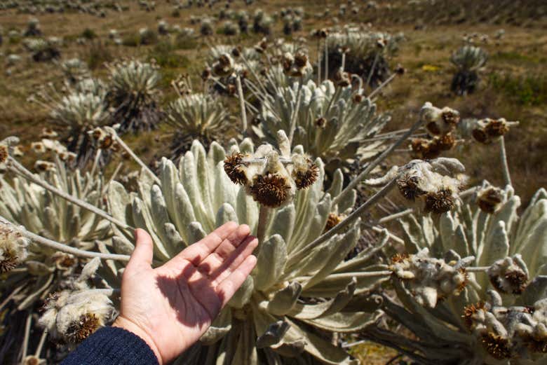 Conociendo la vegetación típica de la zona