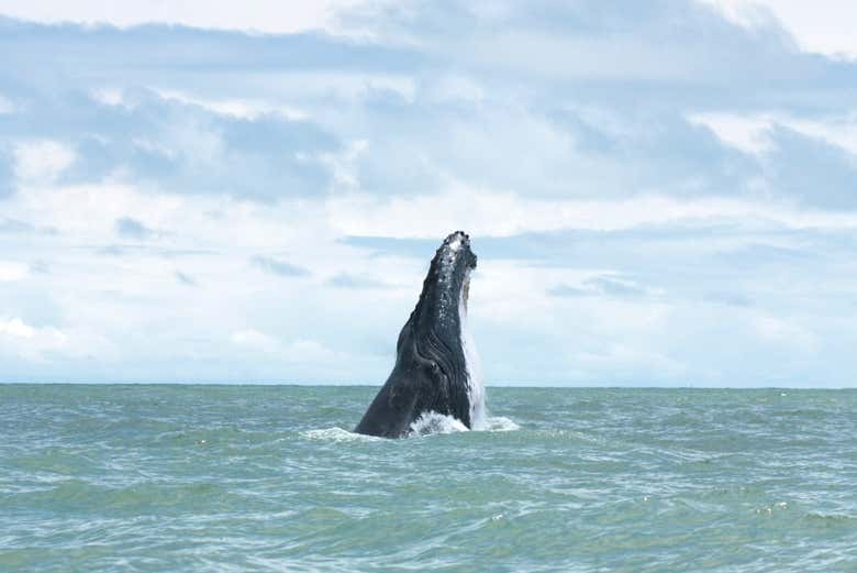 Una ballena jorobada en Bahía Málaga