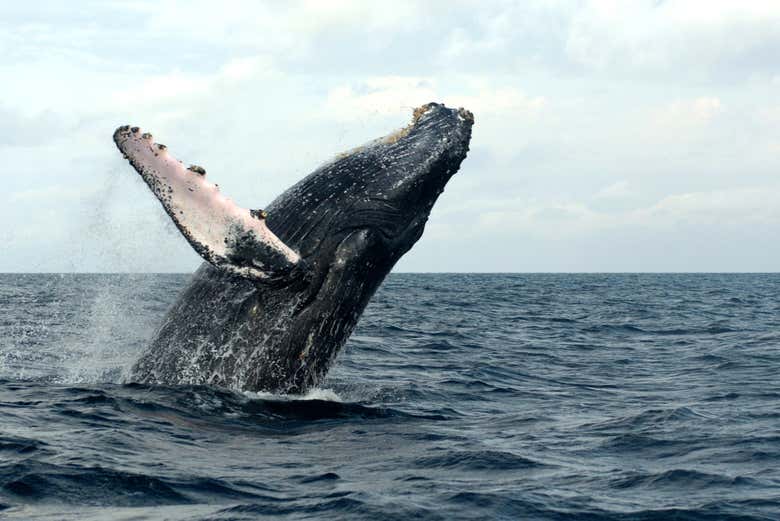 Una impresionante ballena jorobada en Colombia