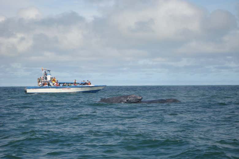 Una lancha rápida navegando junto a una ballena