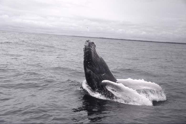 Una ballena saliendo del agua