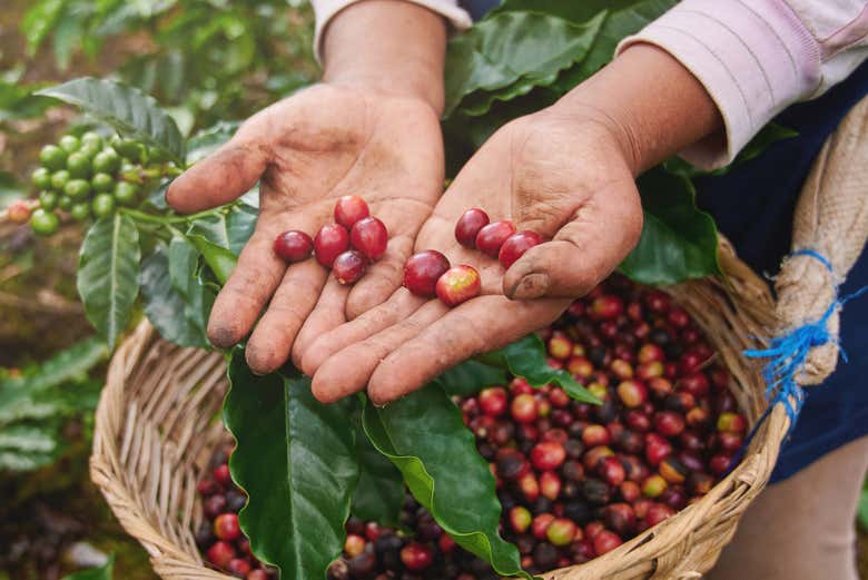 Potrete raccogliere il caffè maturo