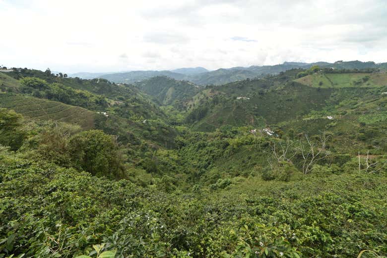 Paisagem Cultural Cafeeira