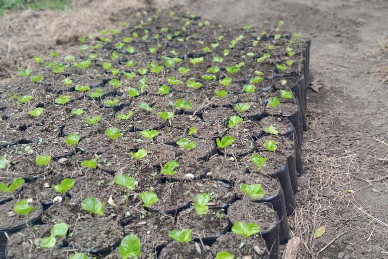 Germogli pronti per la semina nella piantagione di caffè