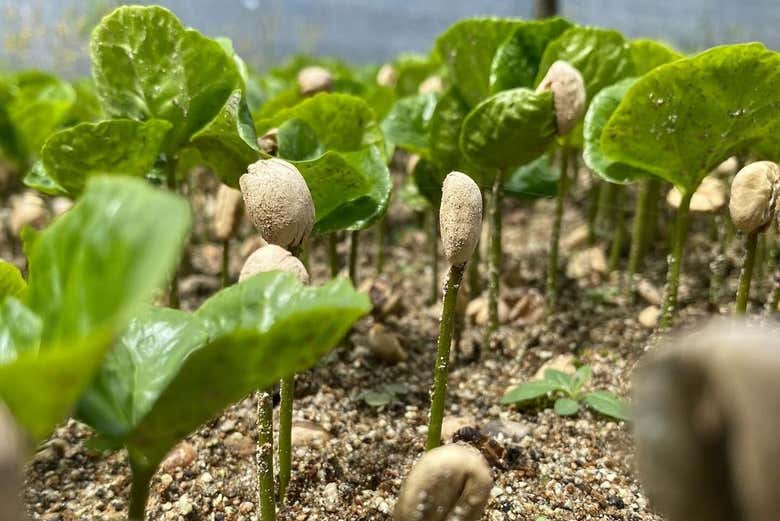 Imparerete a conoscere il processo di germinazione della pianta