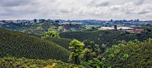 Visite des plantations de café de Quindío