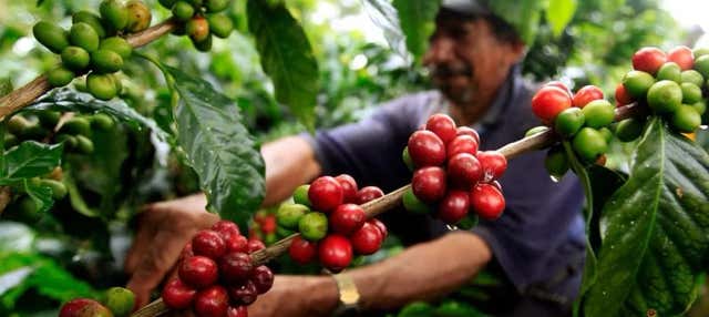 Visite de la plantation de café El Balcón