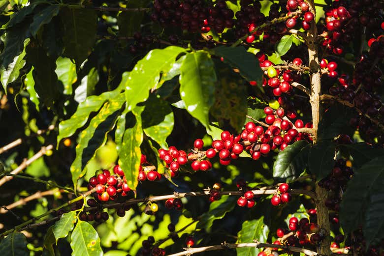 Contemplando los cultivos del Eje Cafetero