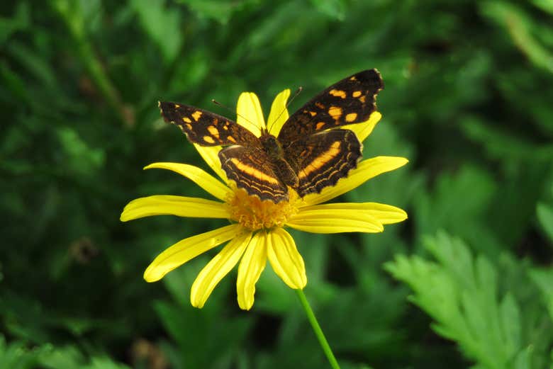 Papillon dans le jardin botanique