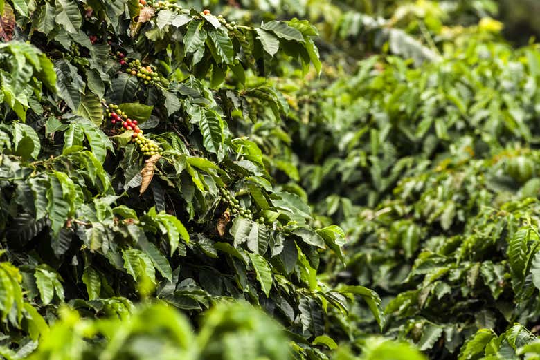 Coffee from Quindío