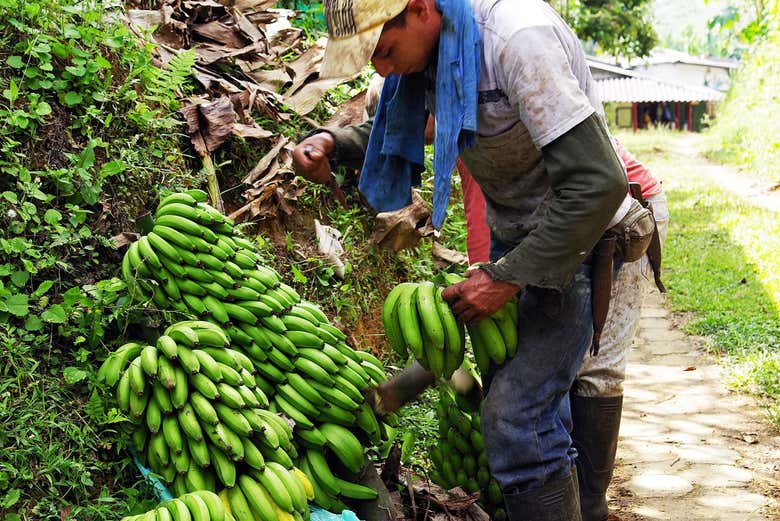 Trabajadores en las plataneras del Eje Cafetero