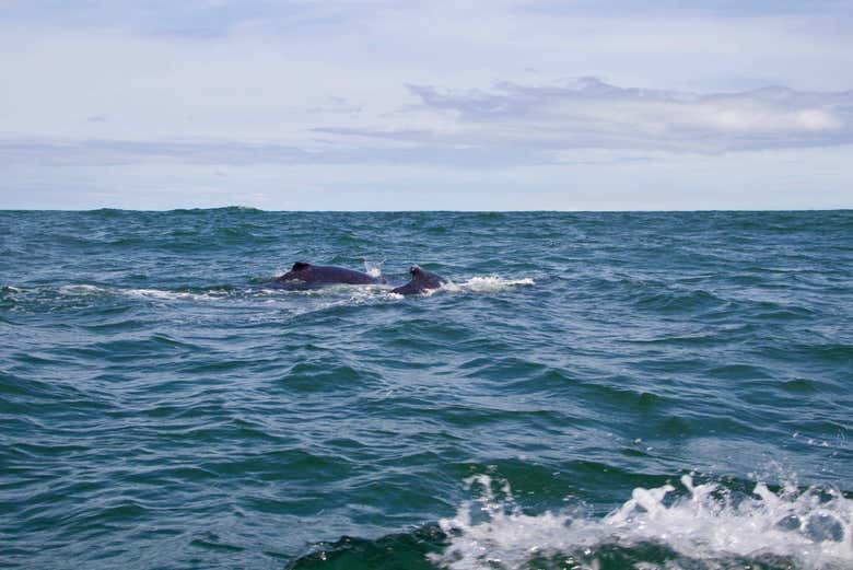 Nutoando nel pacifico