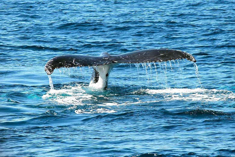 Balena a Baia Malaga