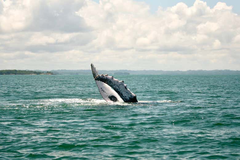 Cetaceo nel suo habitat