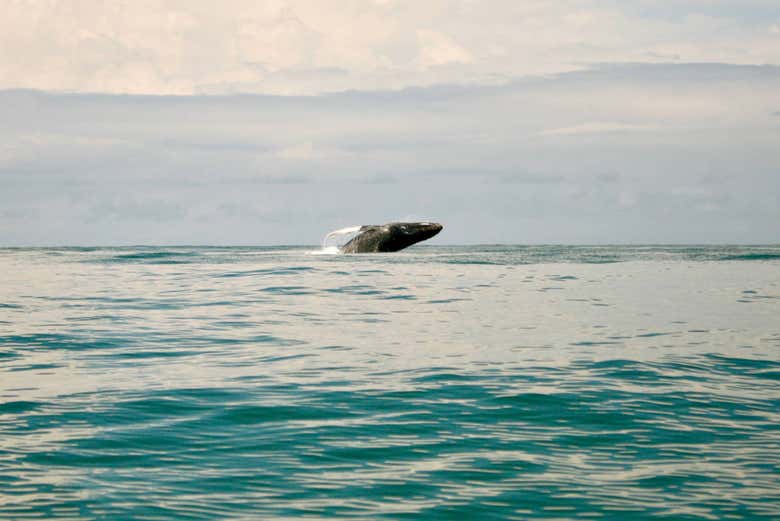 Whale acrobatics