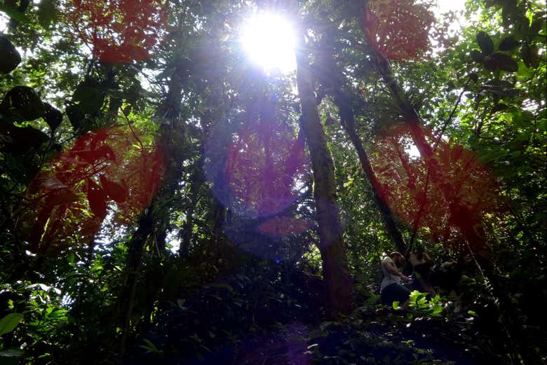 Forests at San Cipriano