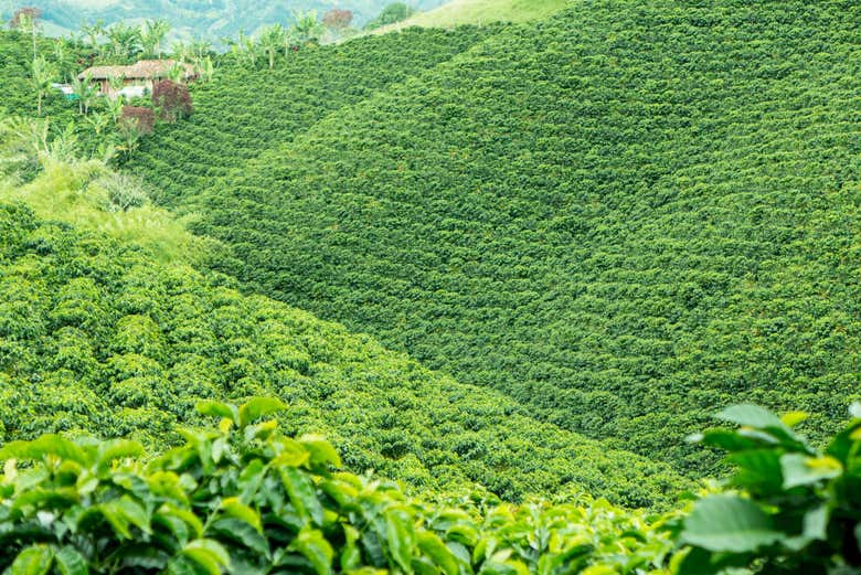 Fazenda de café