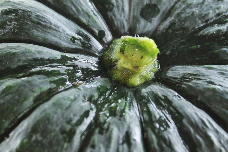 Abóbora na Galería de Alameda