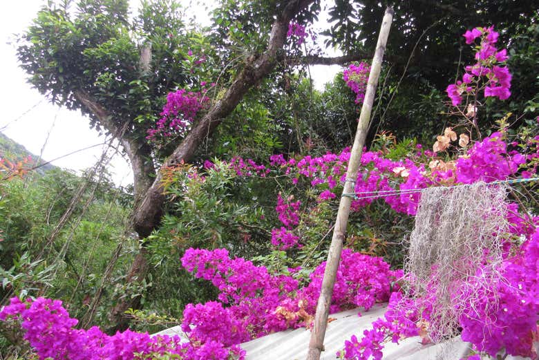 Trilhos repletos de flores