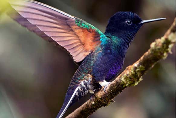 Veremos diversos tipos de beija-flores 