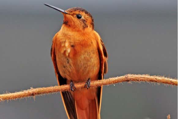 Visitaremos o Paraíso dos Beija-flores