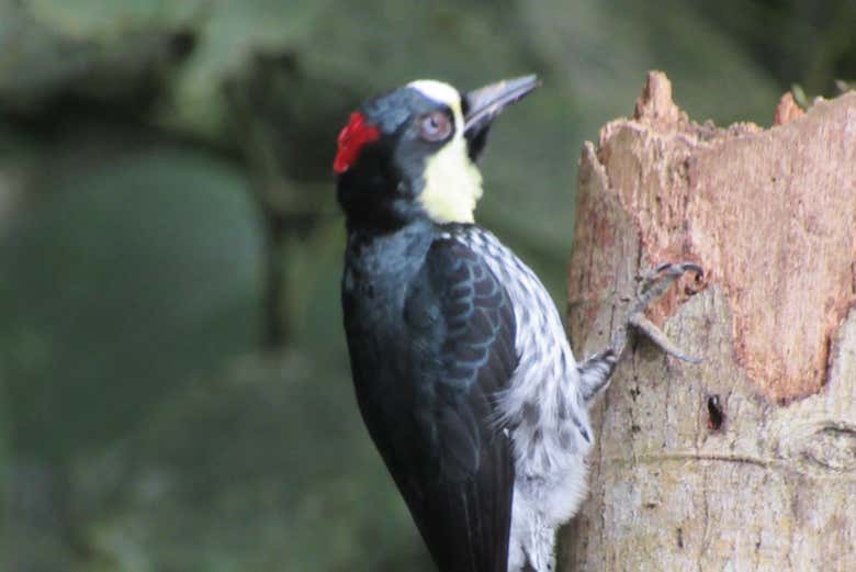 Pájaro tropical 
