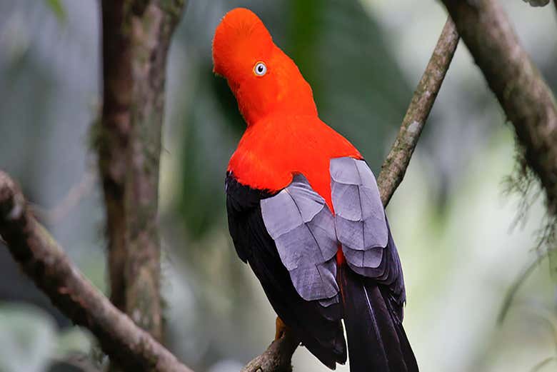 Cock of the Rock, emblem bird of the Farallones de Cali National