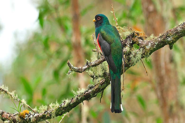 Masked Trogon, one of the birds that live at El Topacio Nature C