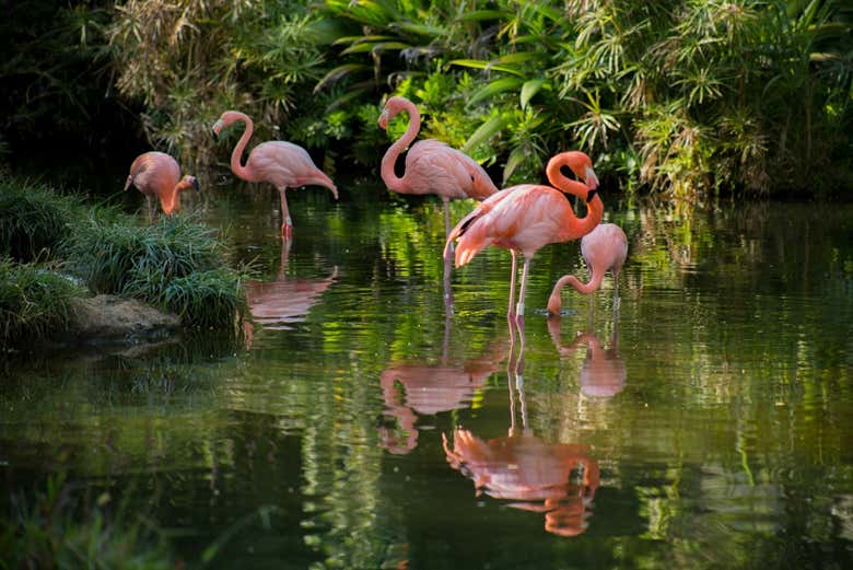 Flamencos en el zoológico