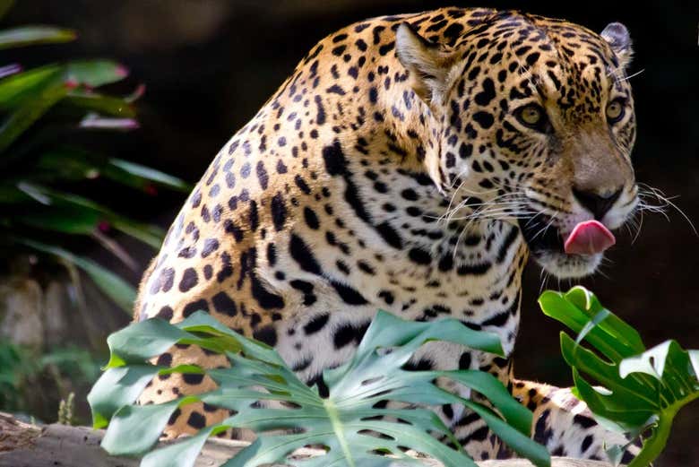 Jaguar del Zoológico de Cali