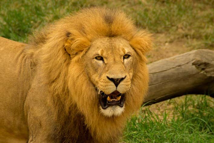 León en el Zoológico de Cali