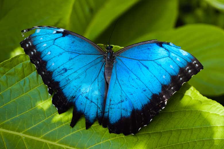 Mariposa azul en Andoke