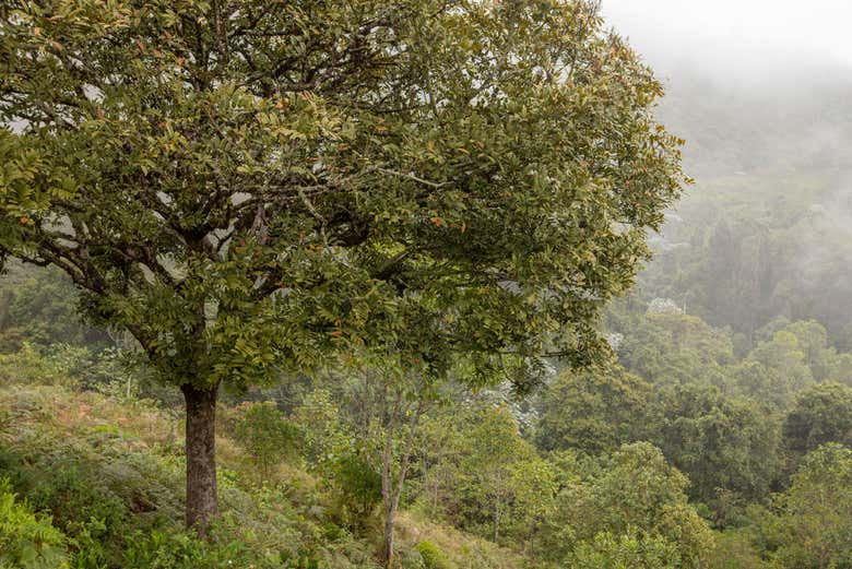 A floresta nublada dos Farallones de Cali