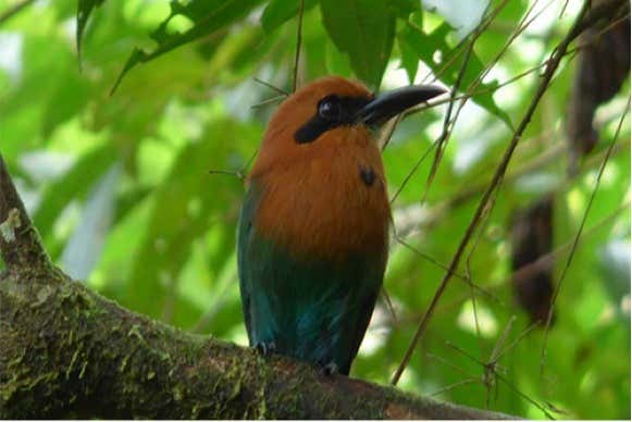 Fauna aviária de Cali