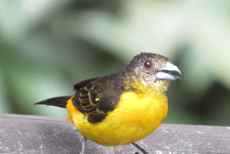 Descobriremos algumas aves da zona