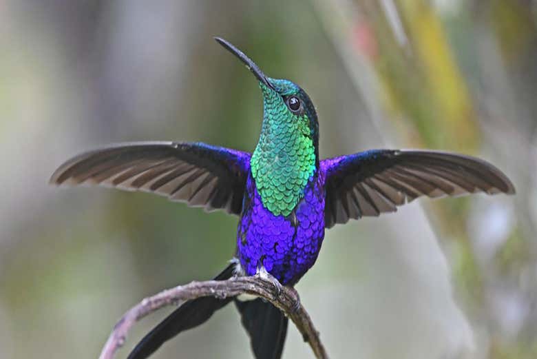 Podemos avistar aves endêmicas da região