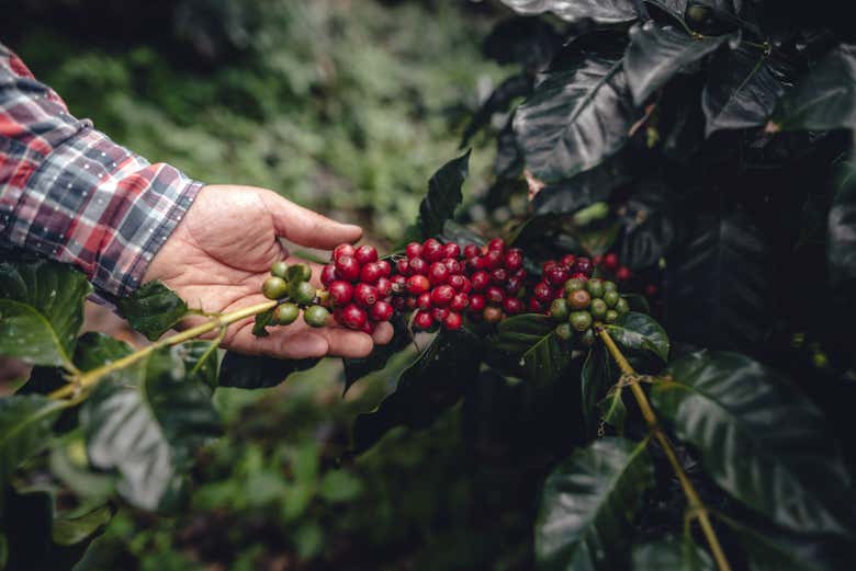 Harvesting coffee beans