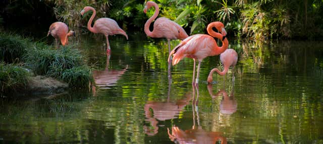Tour panorámico por Cali + Zoológico
