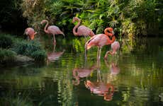 Tour panorámico por Cali + Zoológico