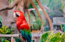 Visita a la reserva Fundación Loros + Paseo en 4x4, quad o caballo