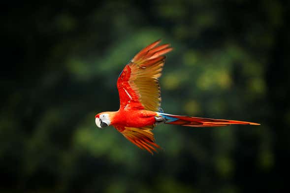 Excursión al Aviario Nacional de Colombia + Playa Blanca