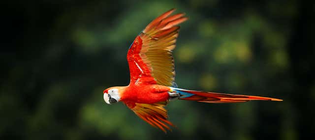Excursión al Aviario Nacional de Colombia + Playa Blanca