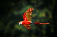 Excursión al Aviario Nacional de Colombia + Playa Blanca