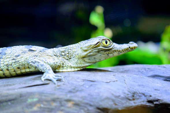 Vivarium del Caribe Park Tour