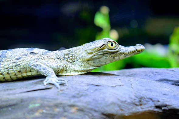 Excursión al Parque Vivarium del Caribe